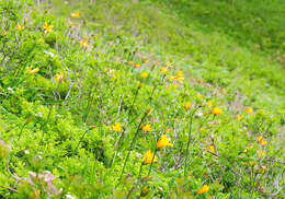 Image of Hemerocallis middendorffii var. esculenta (Koidz.) Ohwi