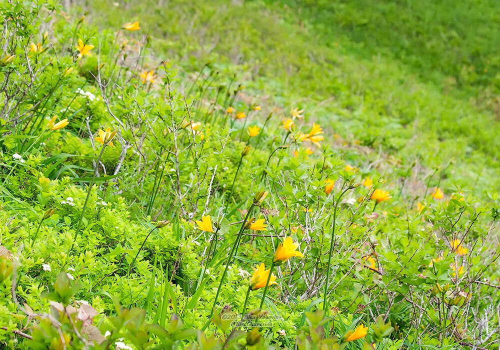 Image of Hemerocallis middendorffii var. esculenta (Koidz.) Ohwi