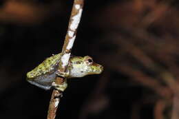 Image of Gunung Mulu Bubble-nest Frog