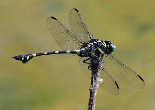 صورة Ictinogomphus decoratus (Selys 1854)