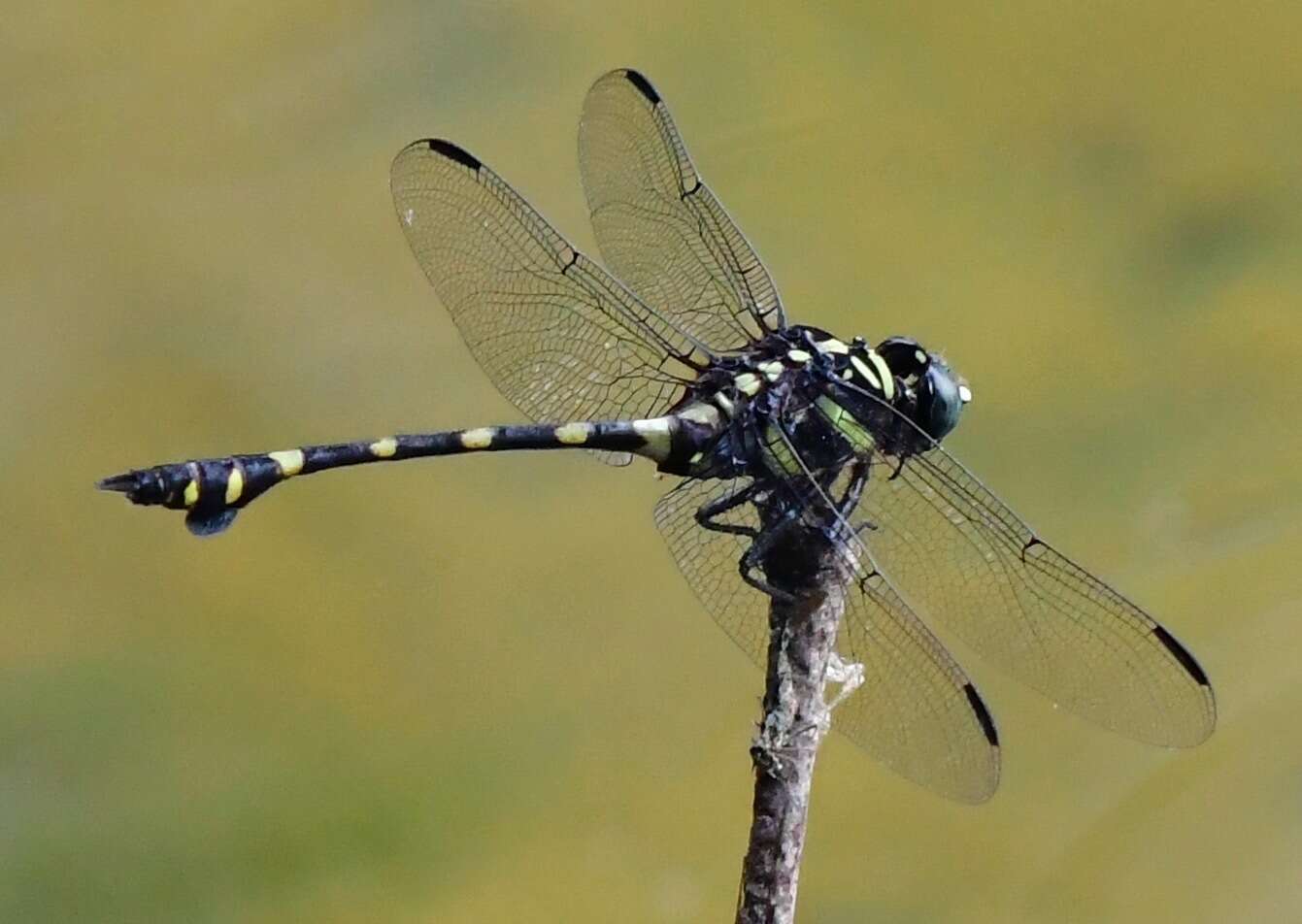 Imagem de Ictinogomphus decoratus (Selys 1854)