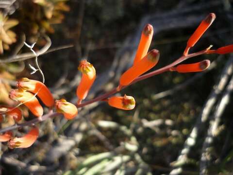 Image of Astroloba rubriflora (L. Bolus) Gideon F. Sm. & J. C. Manning