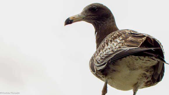Image of Belcher's Gull
