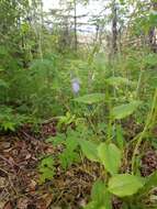 Image of Alaska tall bluebells