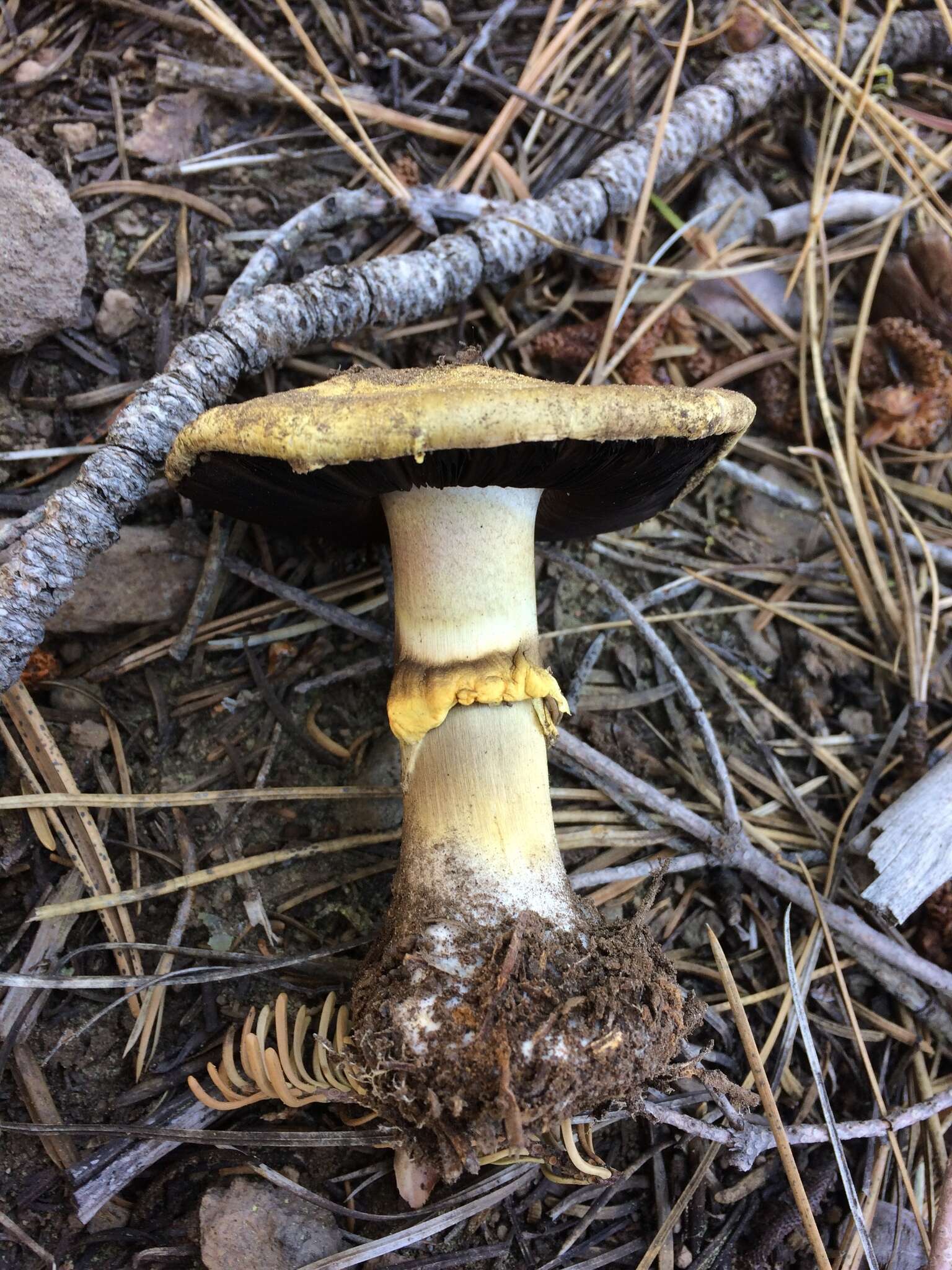 Image of Agaricus moronii Kerrigan 2016