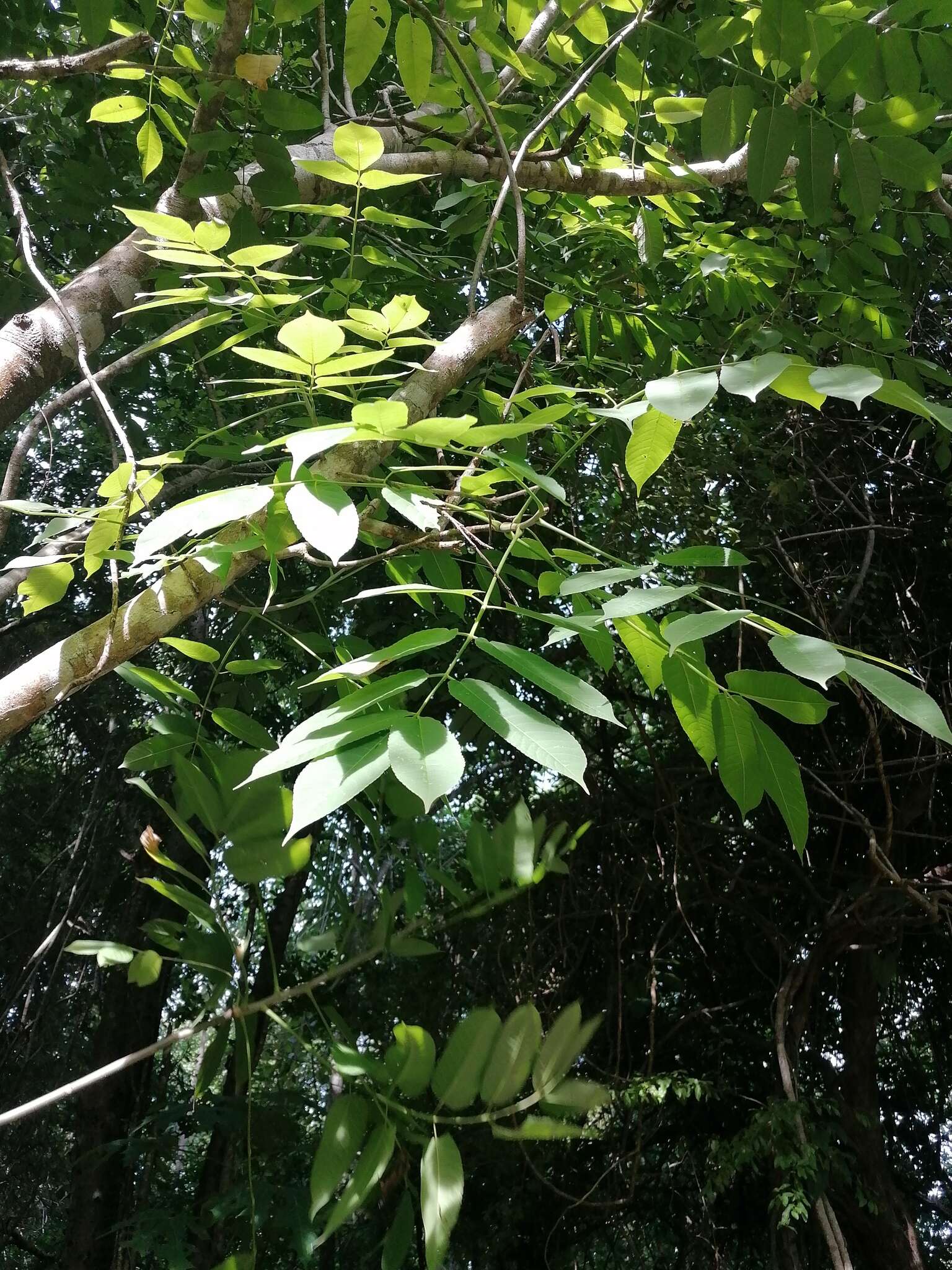 Image of Bursera jerzyi Medina