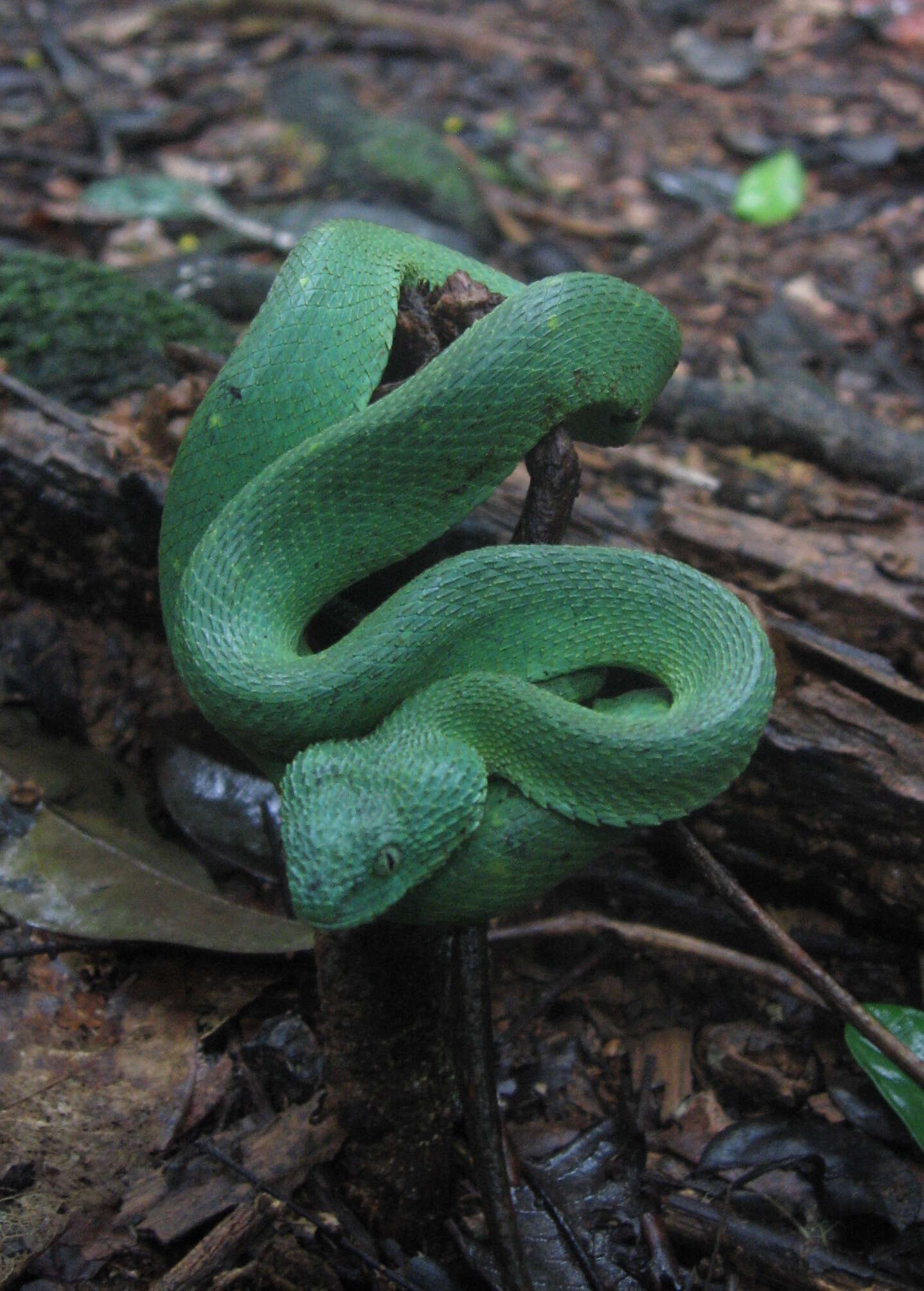 Green Bush Viper - Encyclopedia of Life