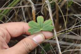 Image of Geranium santanderiense R. Knuth