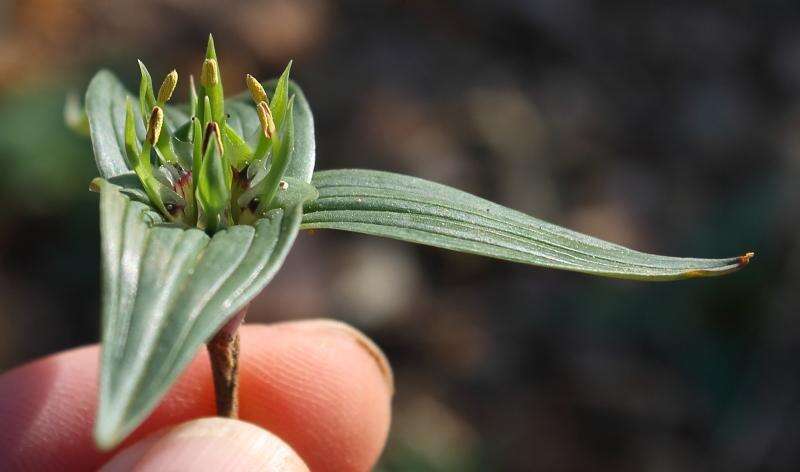 Image of Androcymbium cuspidatum Baker