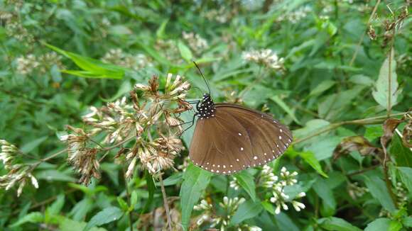 Image of Euploea tulliolus koxinga Fruhstorfer 1908