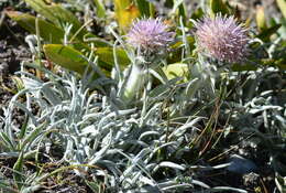 Imagem de Saussurea leucophylla Schrenk