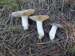 Image of Russula atroglauca Einhell. 1980