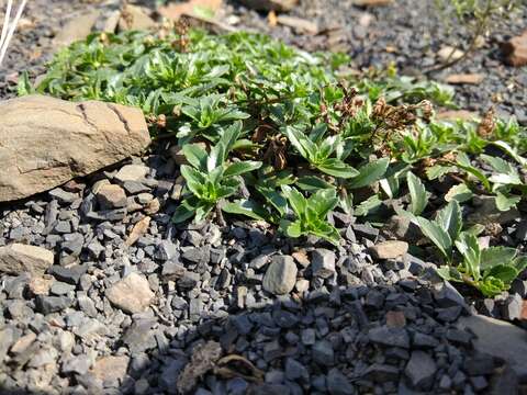 Image of Veronica vendettadeae Albach