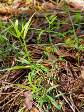 Image of Rubia peregrina L.