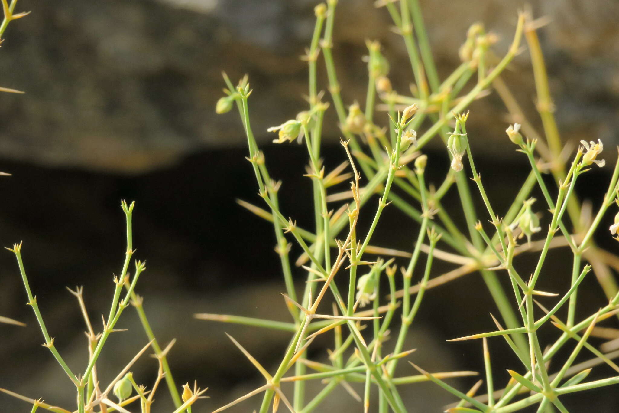 Image of Fagonia indica Burm. fil.