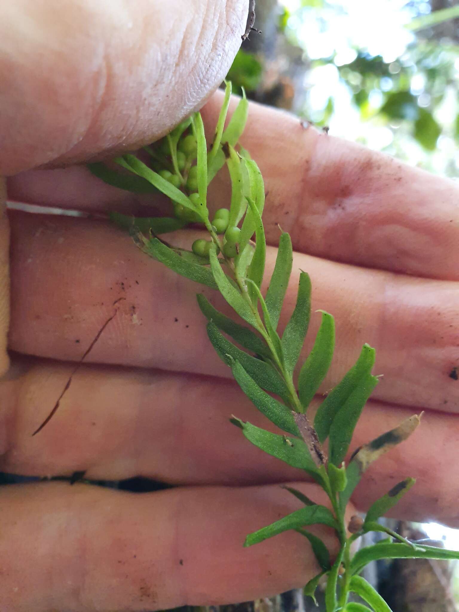 Image of Tmesipteris sigmatifolia Chinnock