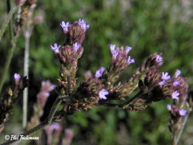 Image of Verbena hispida Ruiz & Pav.