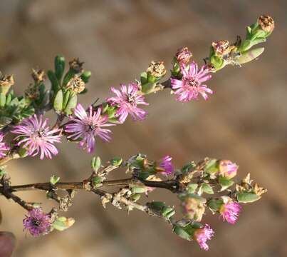 Image of Antimima dasyphylla (Schltr.) H. E. K. Hartmann