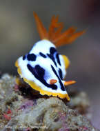 Image de Chromodoris strigata Rudman 1982