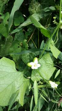 Image of Five-Lobe-Cucumber