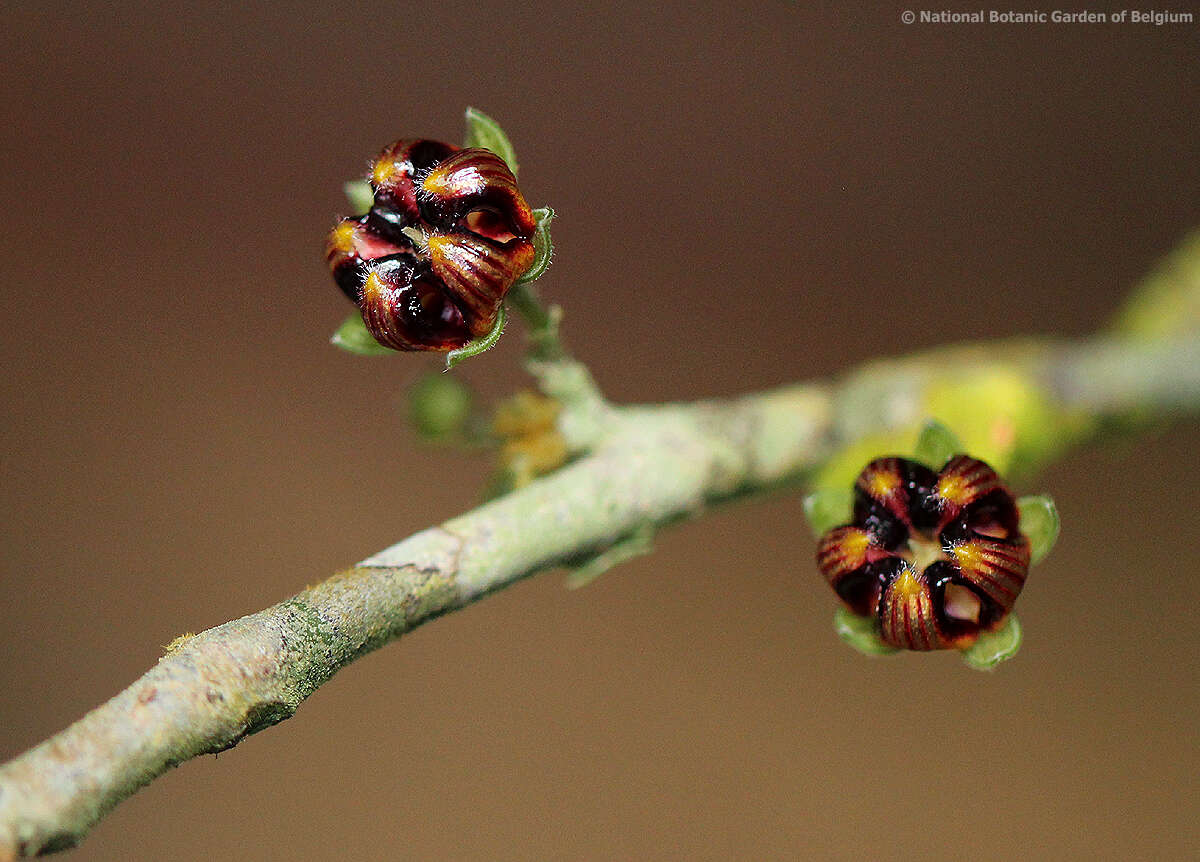 Image of Scaphopetalum thonneri De Wild.