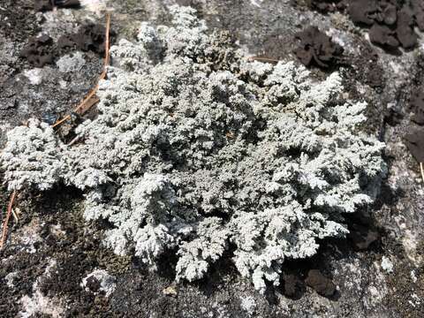 Image of Rock foam lichen