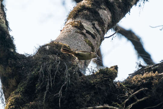 Image of Cameroon Scrub-warbler