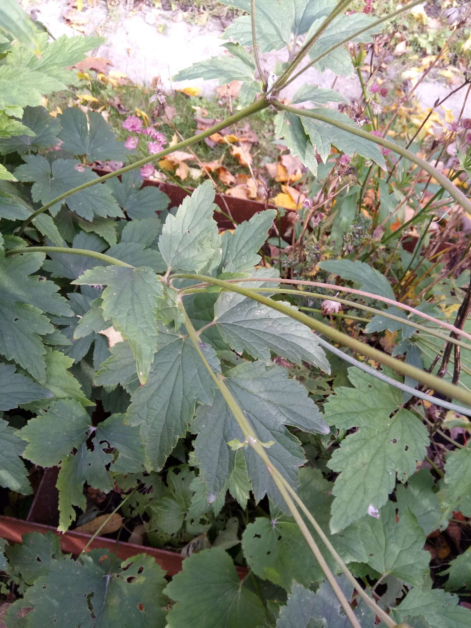 Image of Japanese Thimbleweed