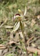 Imagem de Caladenia tessellata Fitzg.