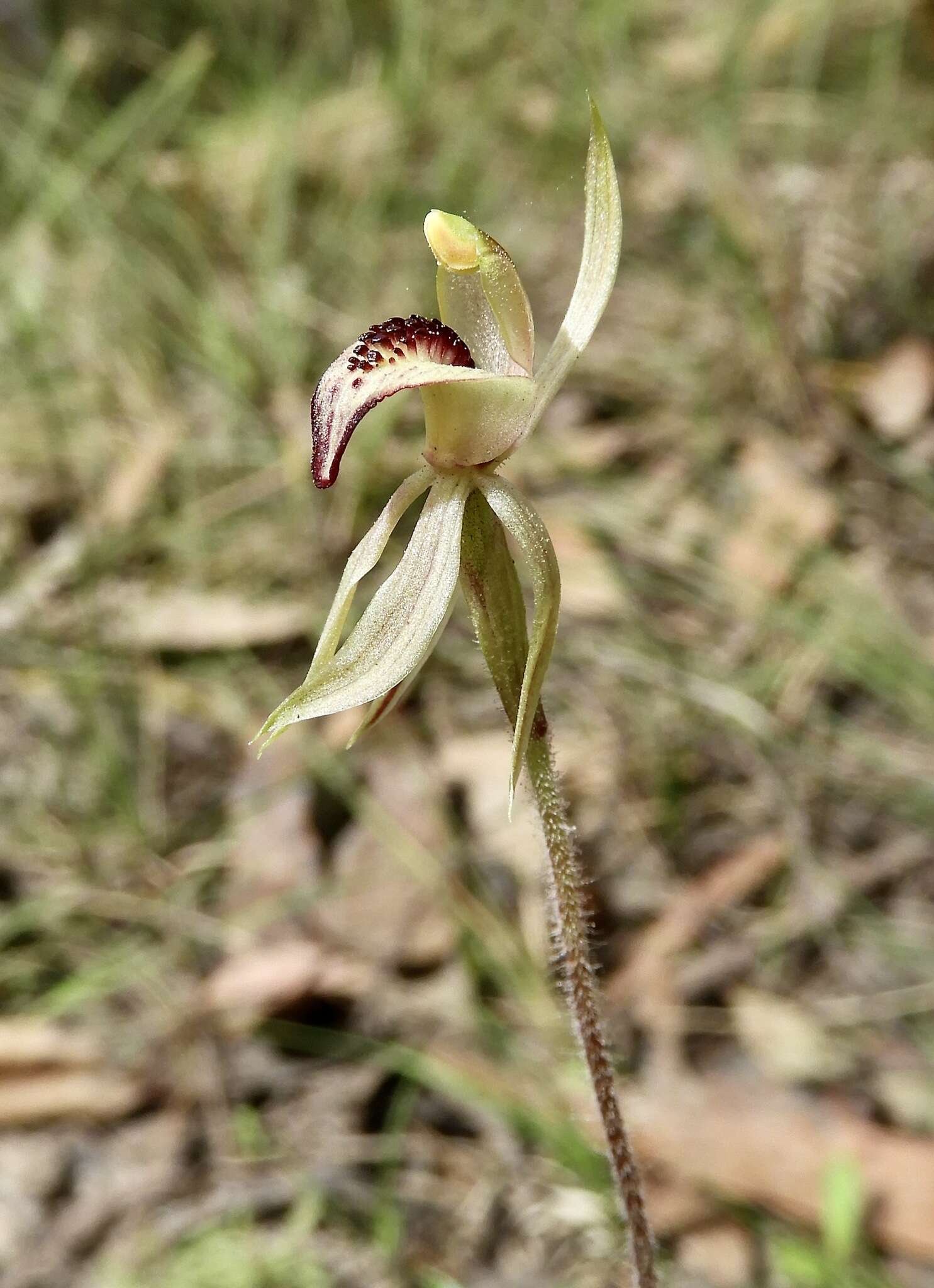 Image of Thick-lip spider orchid