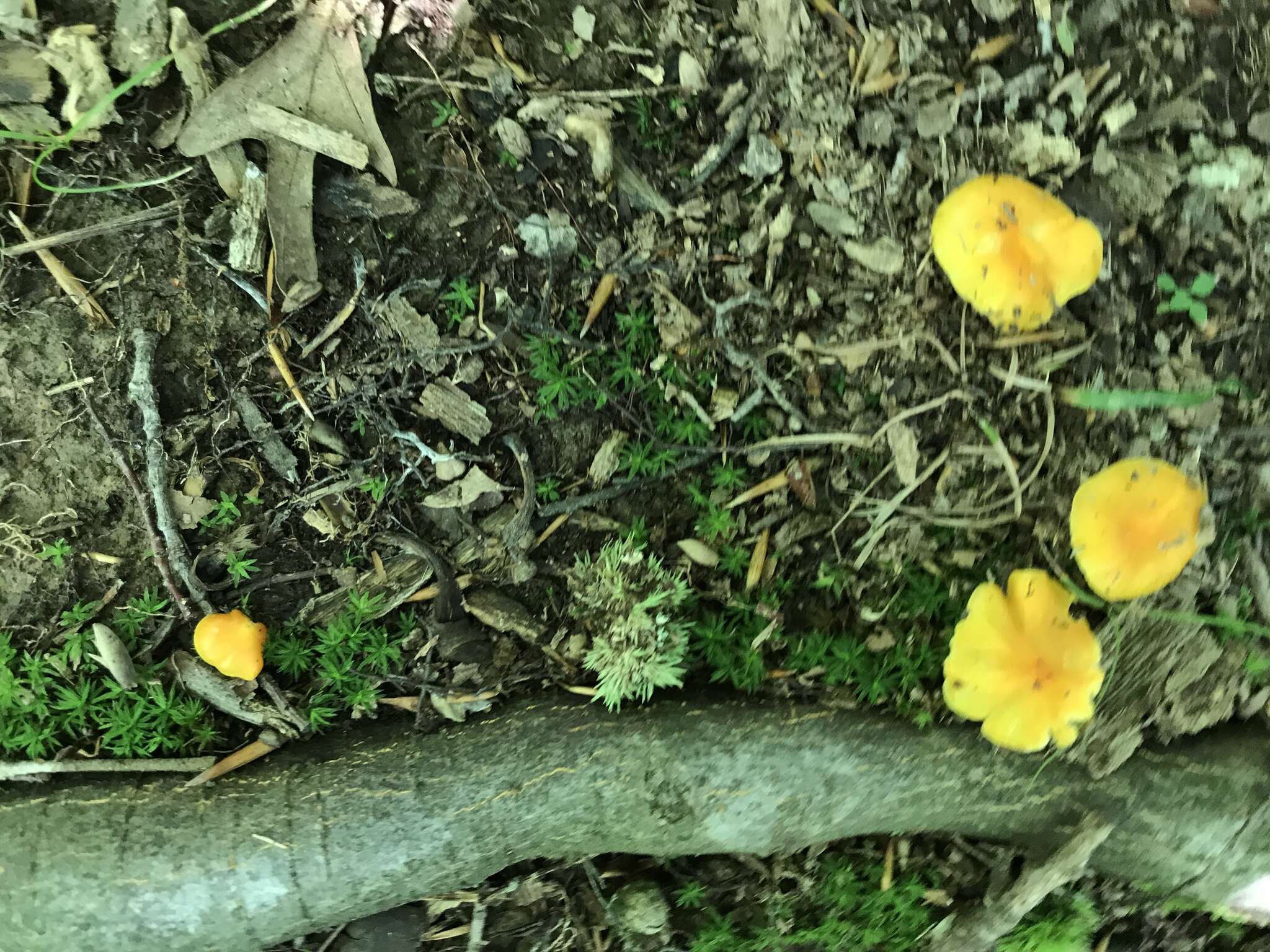 Hygrocybe chlorophana (Fr.) Wünsche 1877 resmi