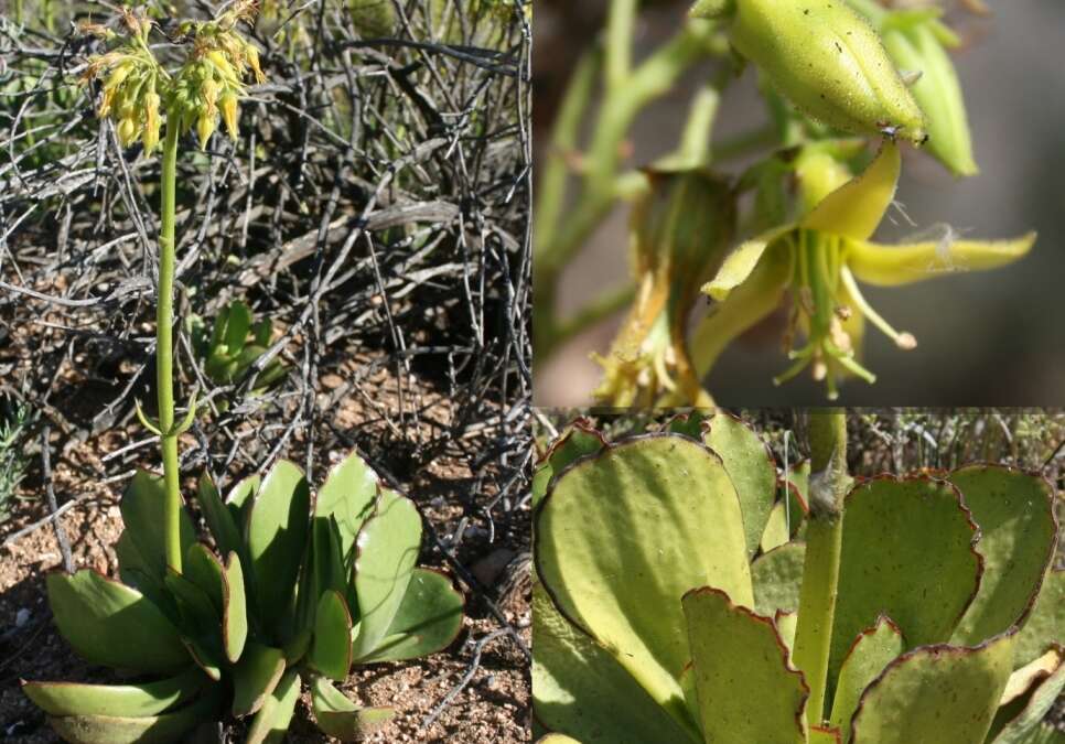 Image of Cotyledon cuneata Thunb.