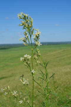 Image of Siberian catchfly