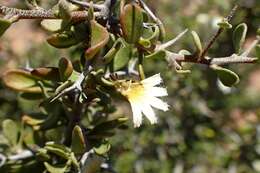 Imagem de Scaevola spinescens R. Br.