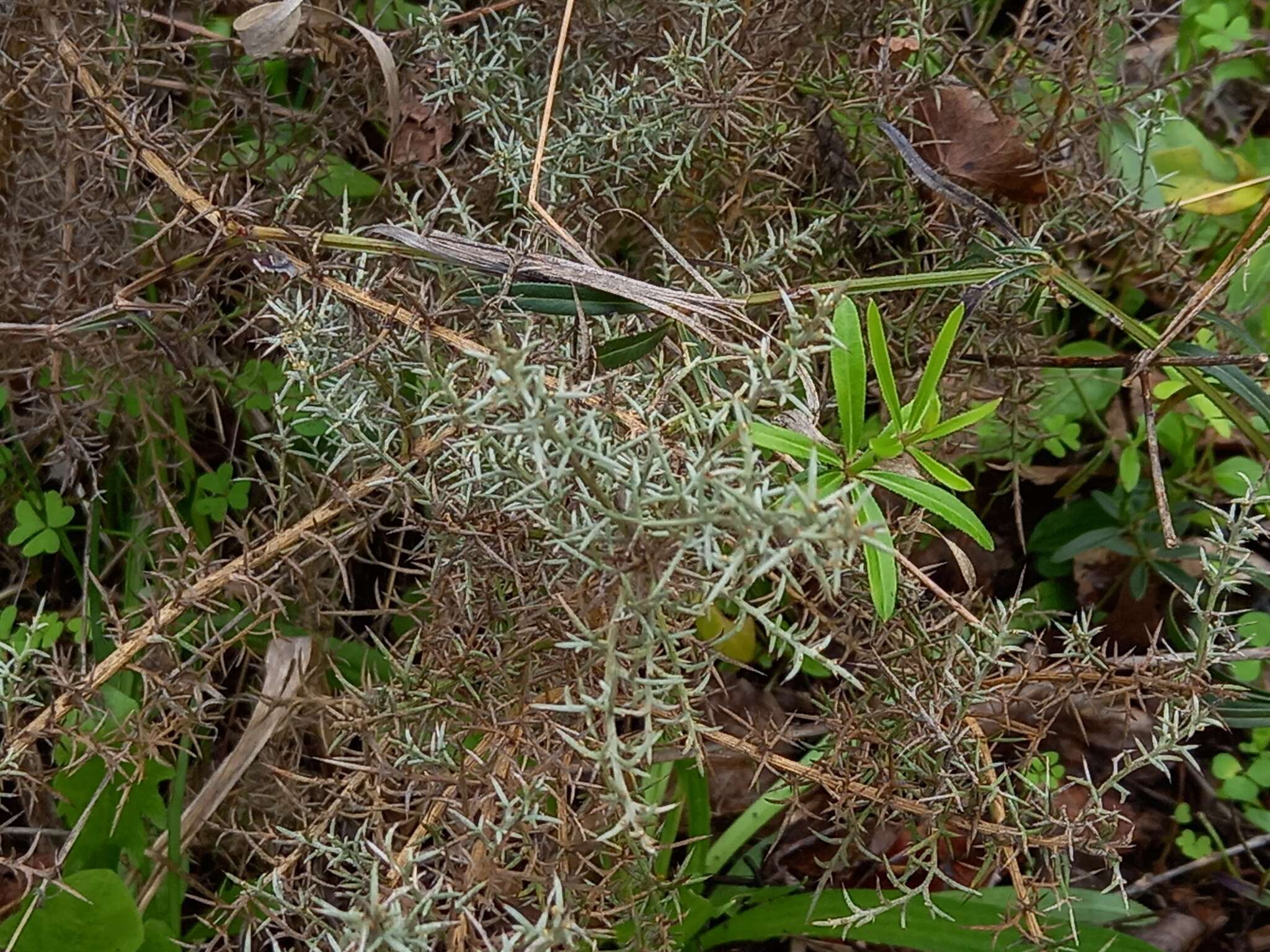 Image de Ulex argenteus subsp. argenteus