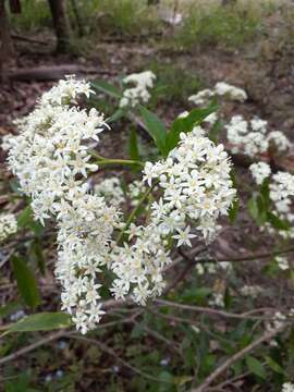 Image of Cuttsia viburnea F. Müll.