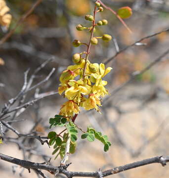 Image of <i>Erythrostemon pannosus</i>