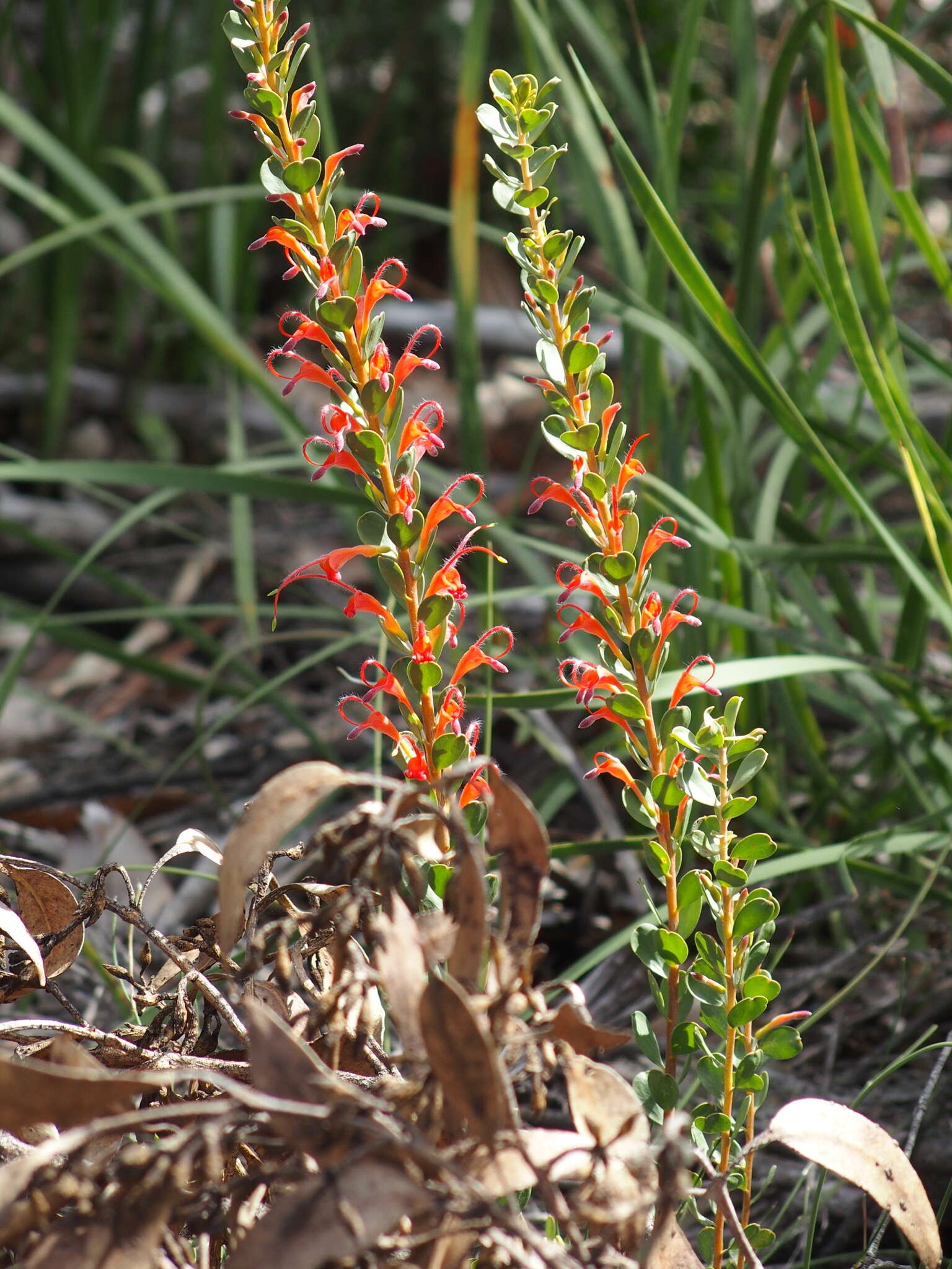 Imagem de Adenanthos obovatus Labill.