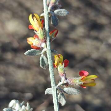 <i>Acmispon distichus</i>的圖片