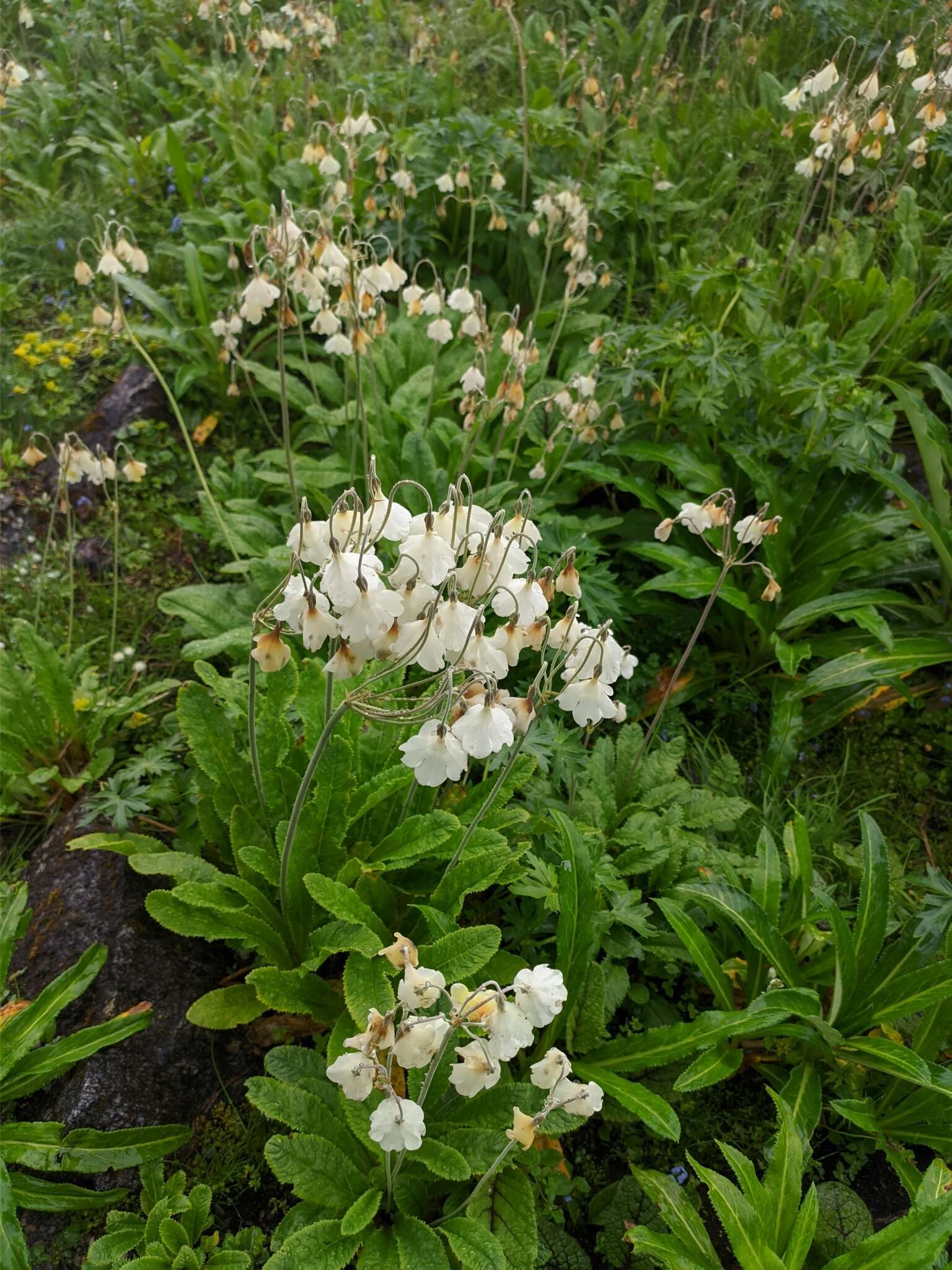 Слика од Primula sikkimensis var. hopeana (I. B. Balf. & Cooper) W. W. Sm. & H. R. Fletcher