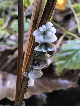 Image of Tetrapyrgos subdendrophora (Redhead) E. Horak 1987