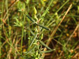 Image of Yellow Rock Rose