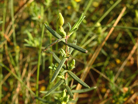 Image of Yellow Rock Rose