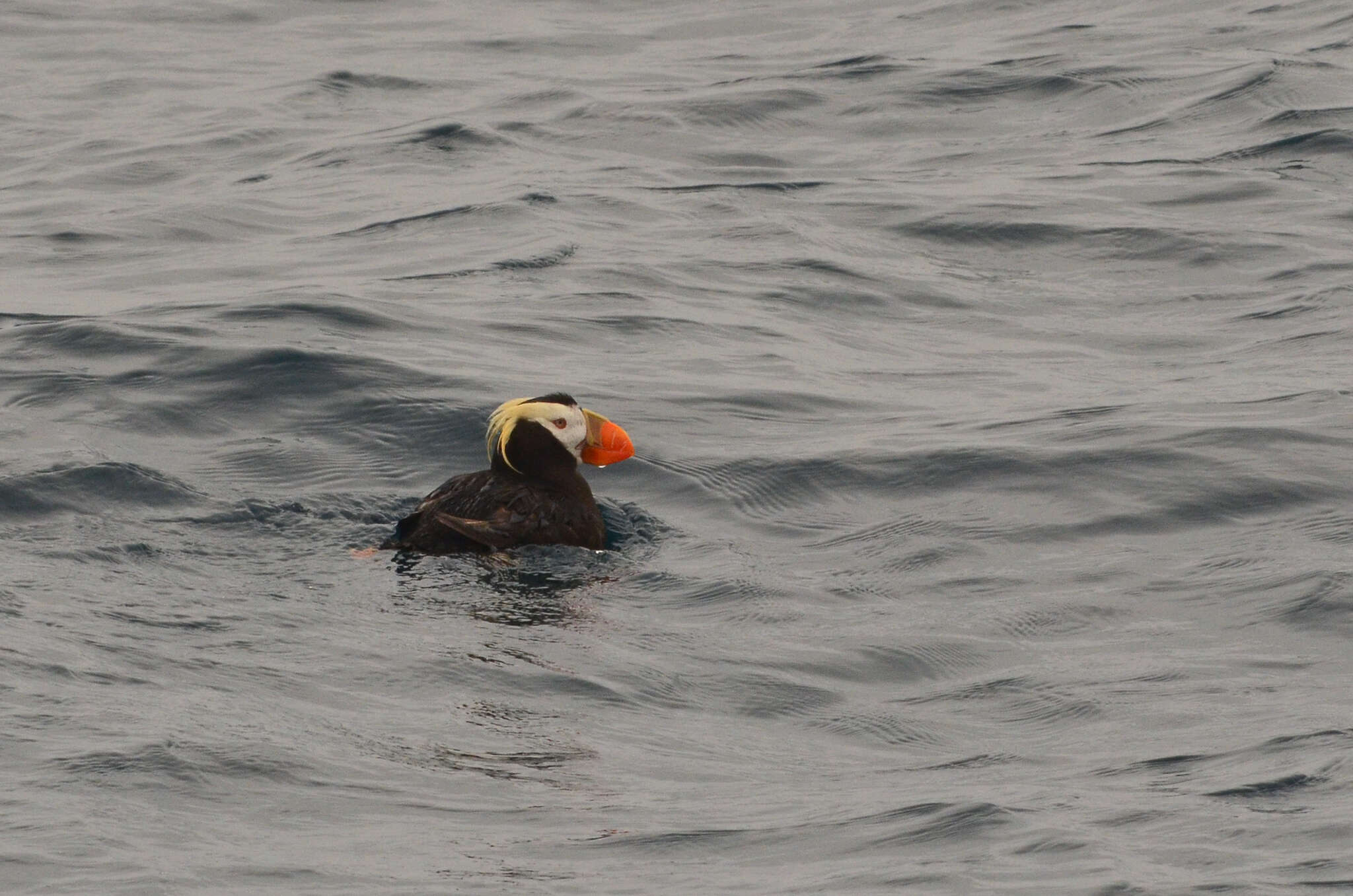 Image of Tufted Puffin