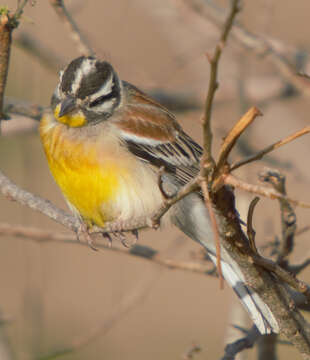 Image of African Golden-breasted Bunting