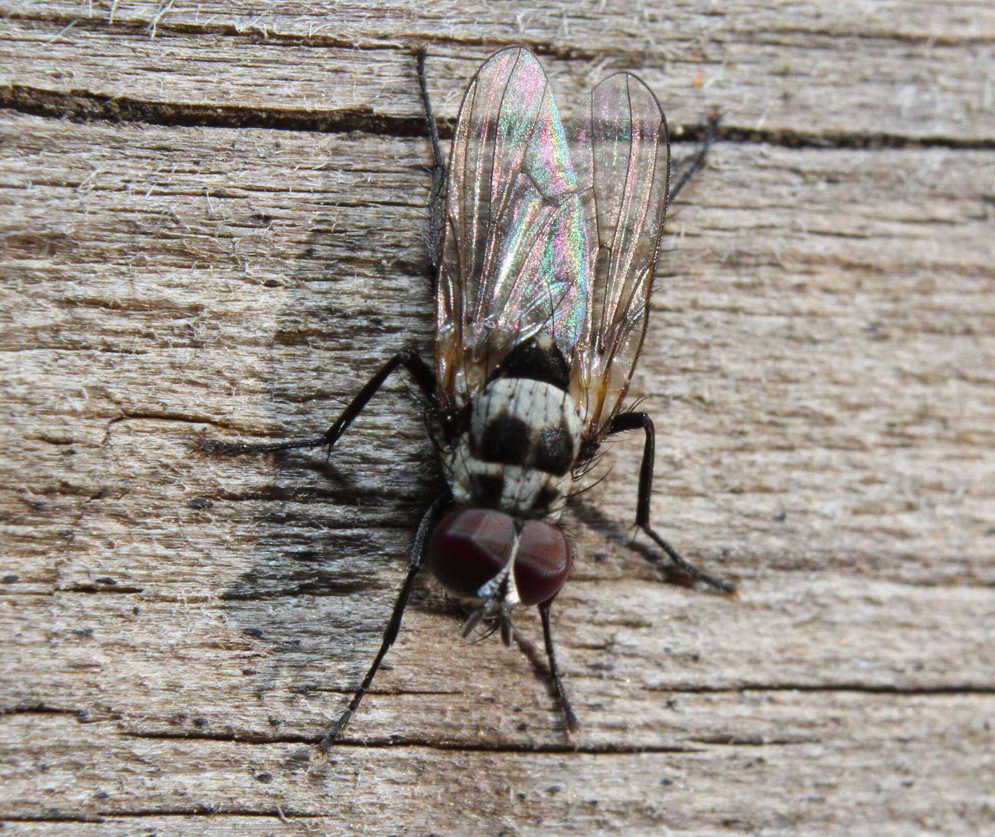 Image of Anthomyia oculifera Bigot 1885