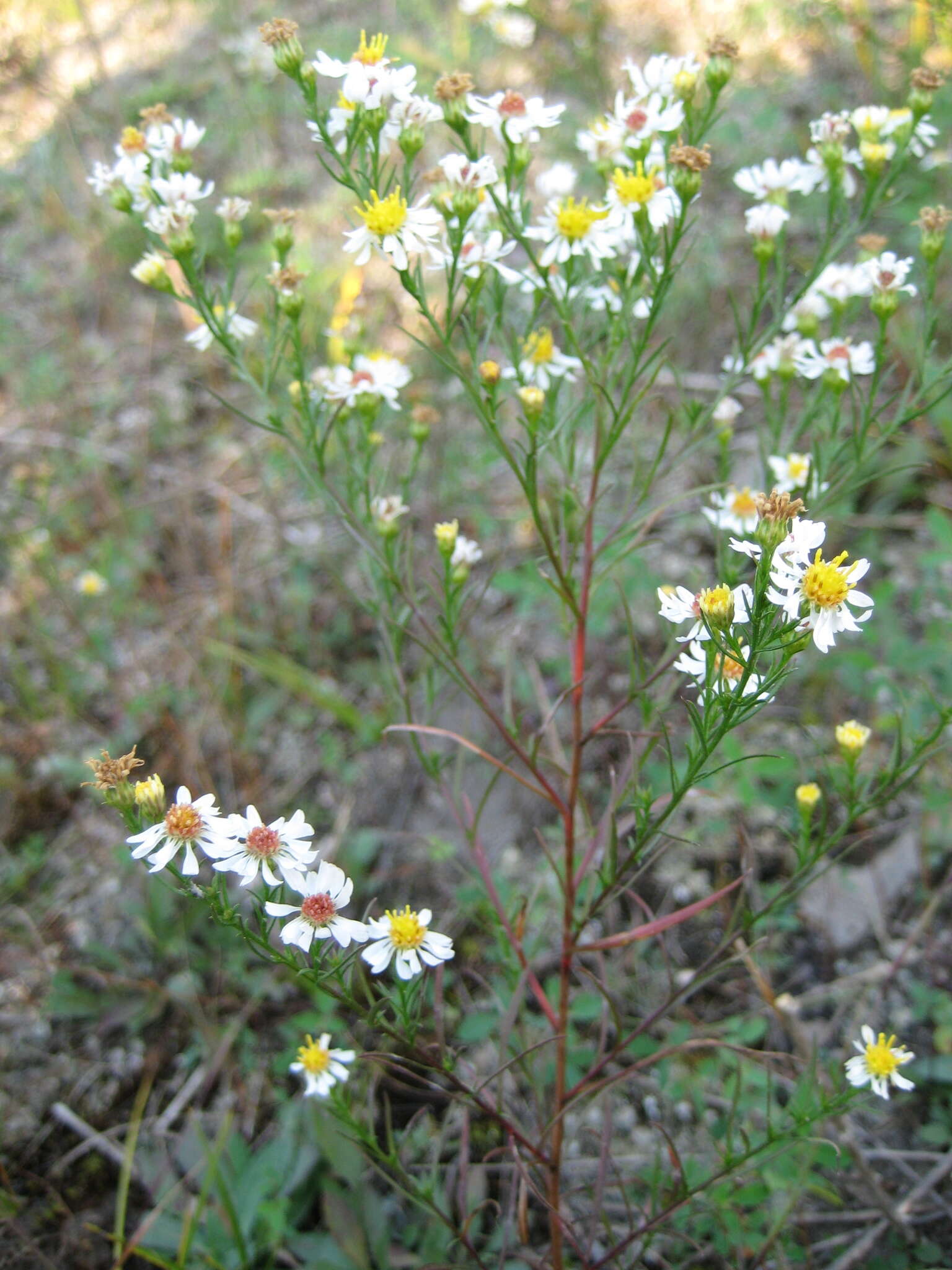 Image of rice button aster