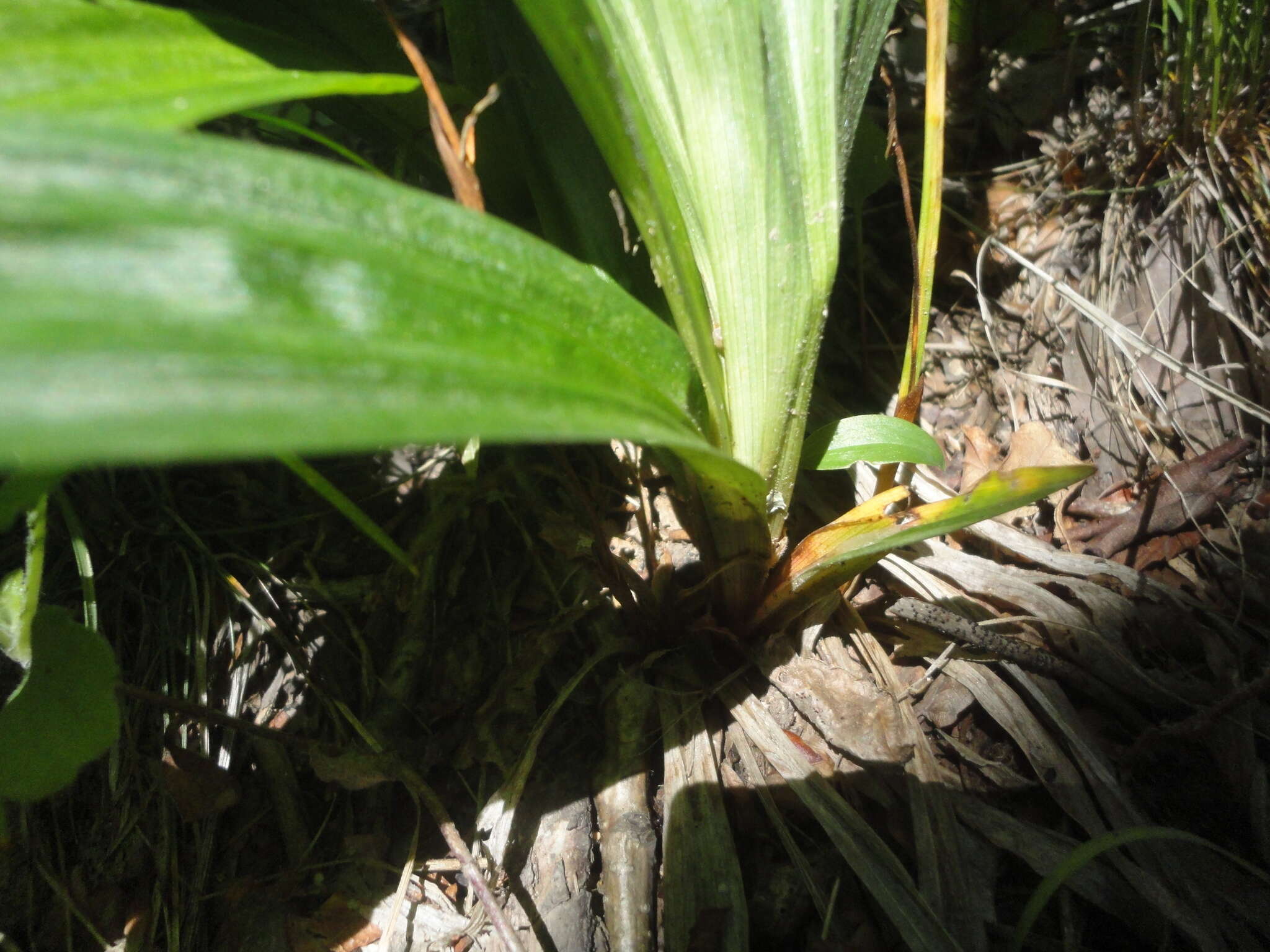 Carex siderosticta Hance resmi