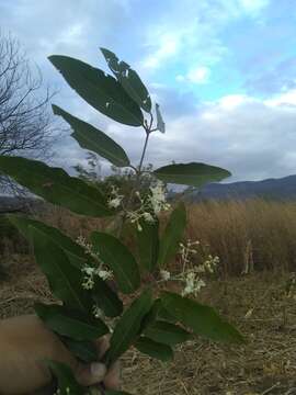 Слика од Psychopterys multiflora (Nied.) W. R. Anderson & S. Corso