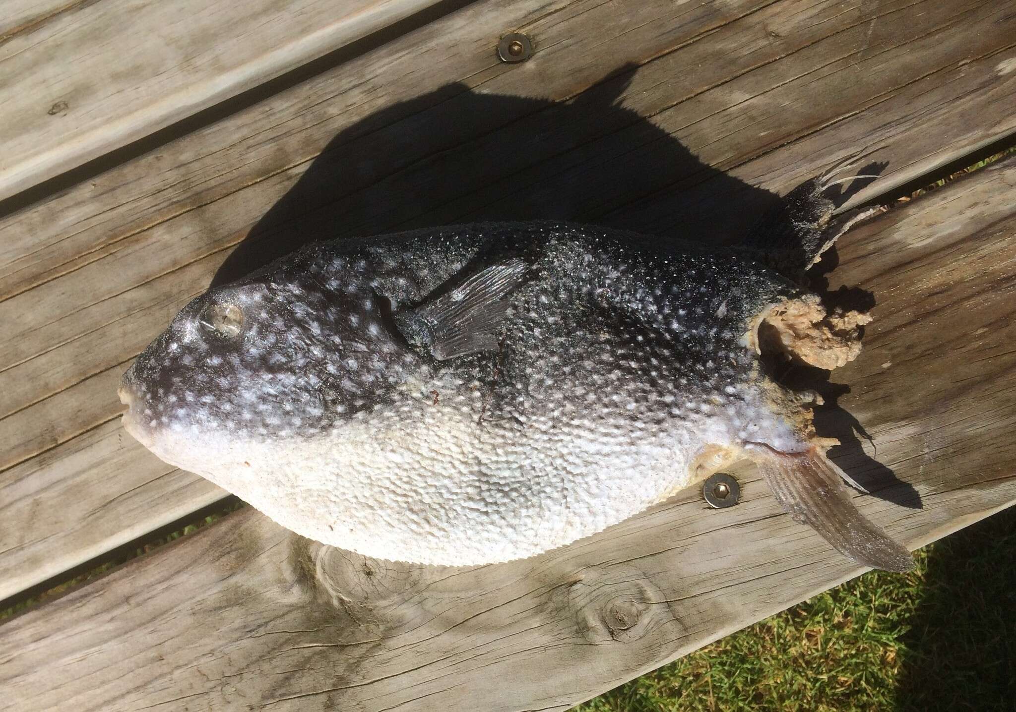 Image of Starry Toadfish